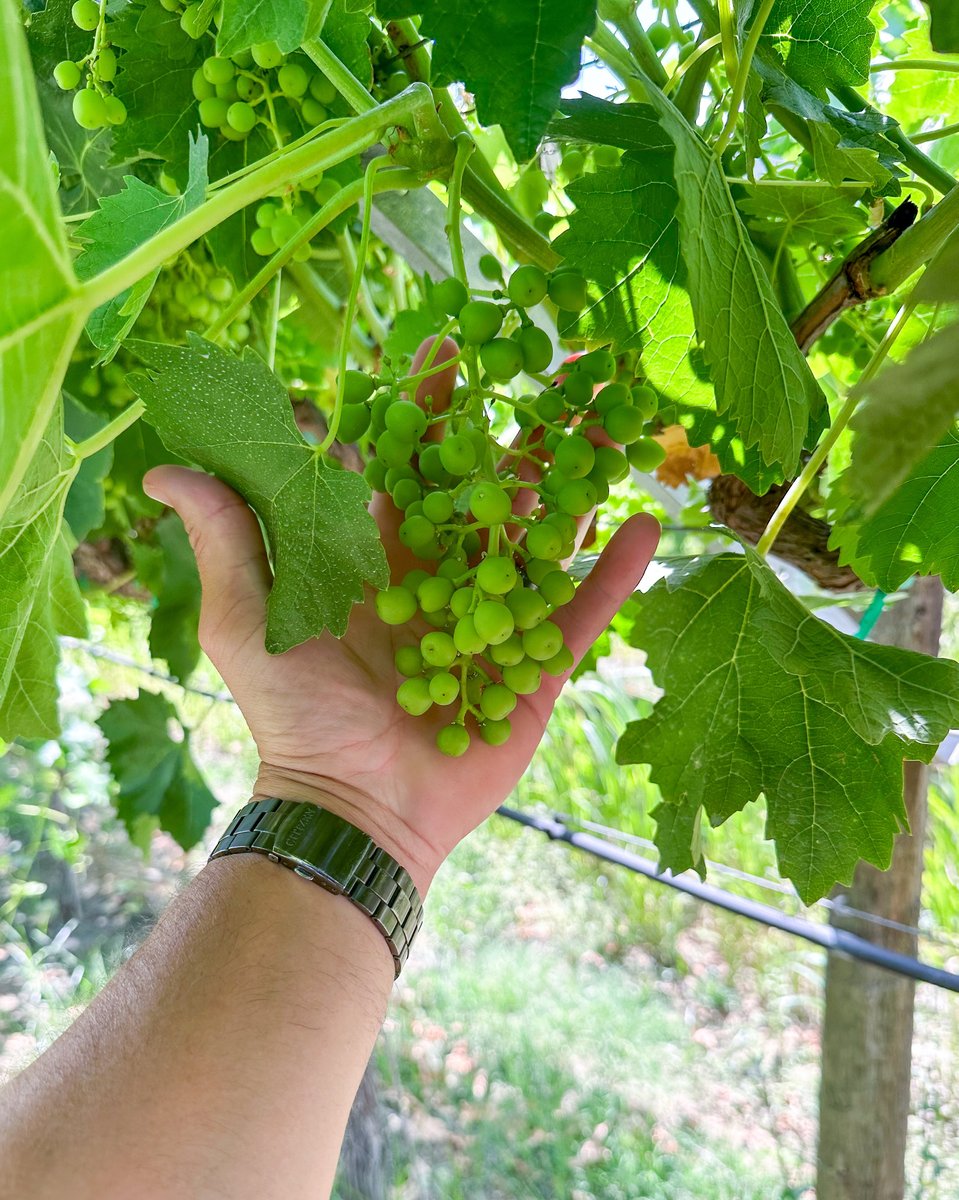 Bunch of Untreated Ivory Table Grapes being held by a farmer