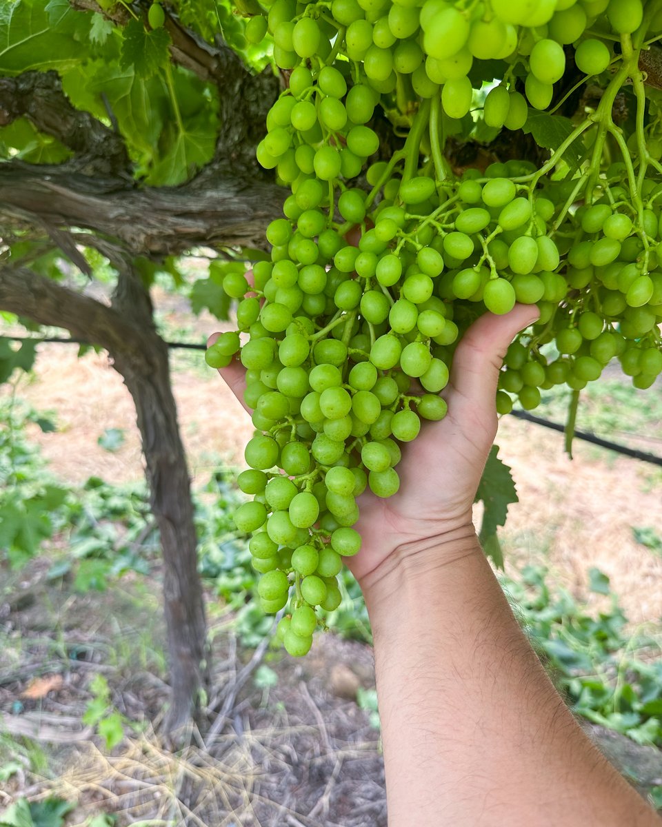 Bunch of NanoCrop-treated Ivory Table Grapes with uniform color being held by a farmer