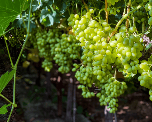 PC1treatedIvoryTableGrapes-1-1