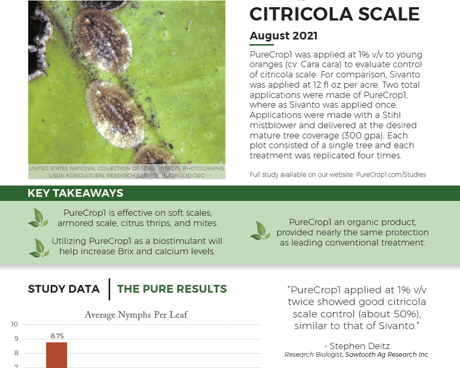 CITRICOLA SCALE