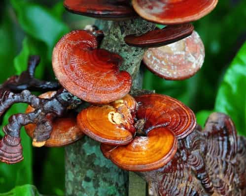 Ganoderma Brownii