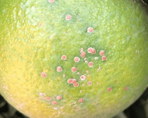 Close-up image of CA red scale on citrus